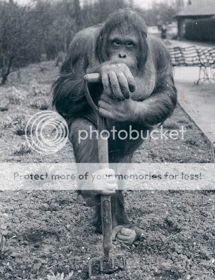 Define Shovel Monkey at Cindy Ruby blog